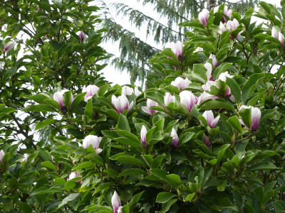 2020-09-01 Magnolia soulangiana 2.jpg