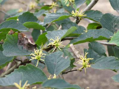2020-09-01 Hamamelis virginiana 1.jpg