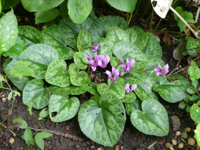 2020-09-01 Cyclamen purpurascens.jpg