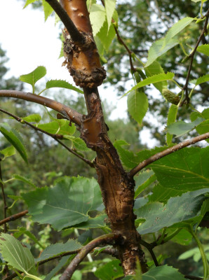 2020-09-01 Betula 'Mount Zao Purple' 1.jpg