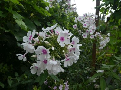 Phlox nicht Kirmesländer 200901 k.jpg