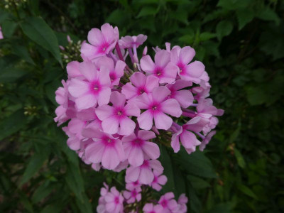 Phlox von Frau L 200901.jpg
