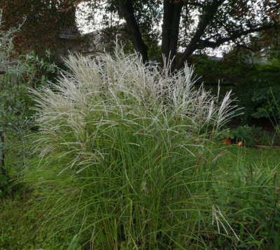 Miscanthus silbrig 200901 k.jpg