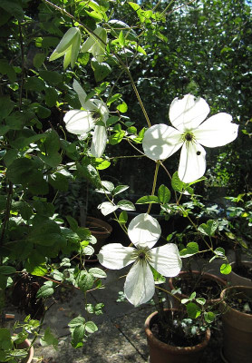 IMG_2143_Clematis_30Aug2020_.jpg