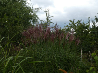 Miscanthus Malepartus 200901 k.jpg