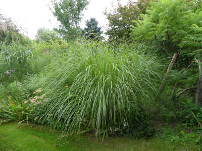 2020-08-30 Miscanthus 'Beth Chatto'.jpg