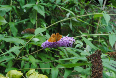 DSC_1258.JPG