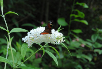 DSC_1259.JPG