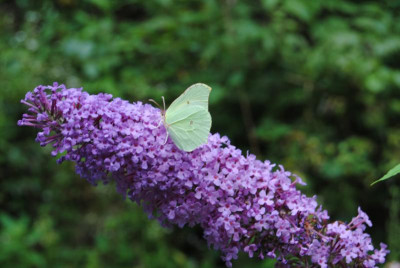 DSC_1260.JPG