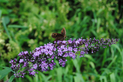 DSC_1261.JPG