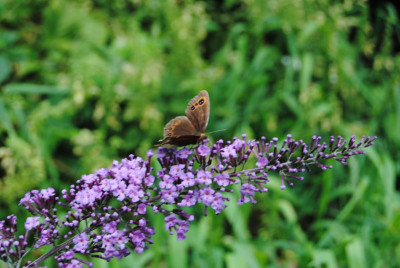 DSC_1262.JPG
