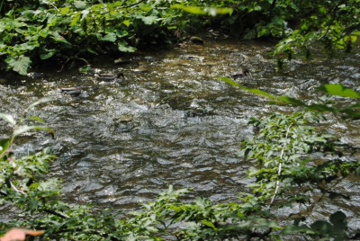 DSC_1318.JPG