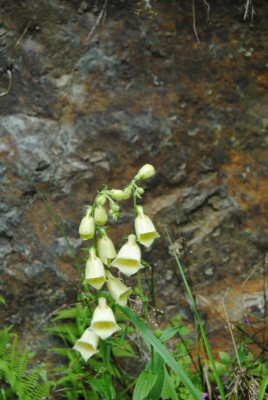 DSC_1254.JPG