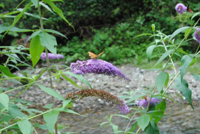 DSC_1255.JPG