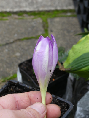 2020-09-02 Colchicum 'Daendels' 1.jpg