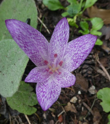 Colchicum aggripinum 200902 k.jpg
