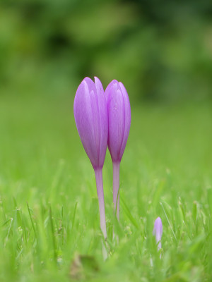2020-09-02 Colchicum 'Nancy Lindsay' 2.jpg