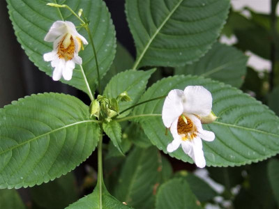 Impatiens edgeworthii_P9131331.JPG