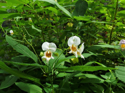 Impatiens edgeworthii_P1140120.JPG