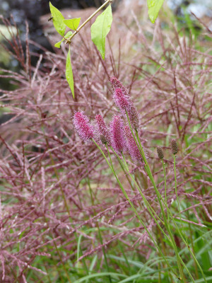 2020-09-02 Sanguisorba 'Blackthorn'.jpg