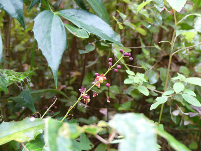 2020-09-02 Mahonia.jpg