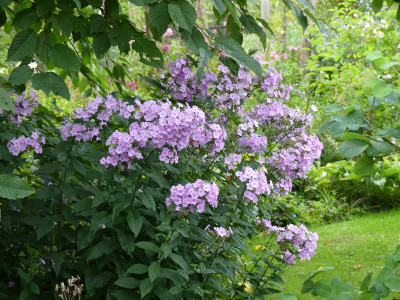 2020-09-02 Phlox 'Henki'.jpg
