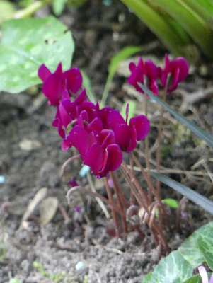 2020-09-02 Cyclamen hederifolium 4.jpg