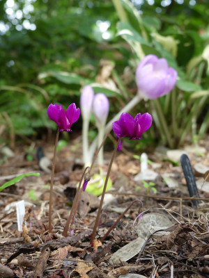 2020-09-02 Cyclamen hederifolium 1.jpg