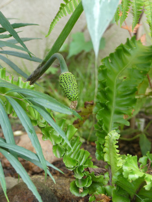 2020-09-02 Arisaema consanguineum.jpg