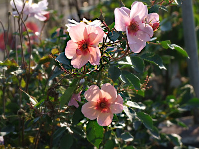 DSCF8308.JPG