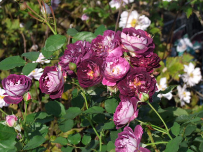 DSCF8071.JPG