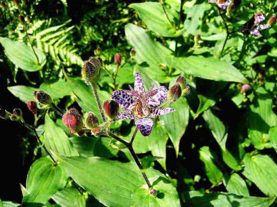 75-comp_Tricystis-formosa.jpg