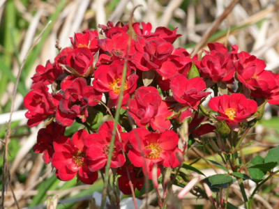 DSCF7937.JPG