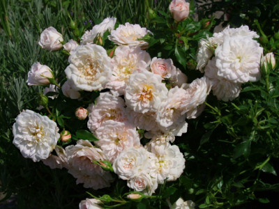 DSCF7921.JPG