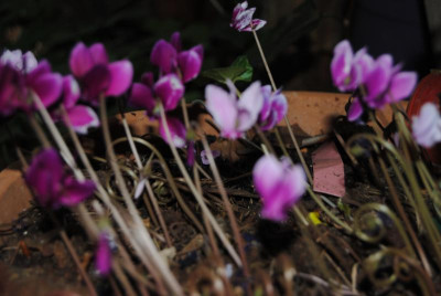 DSC_1205.JPG