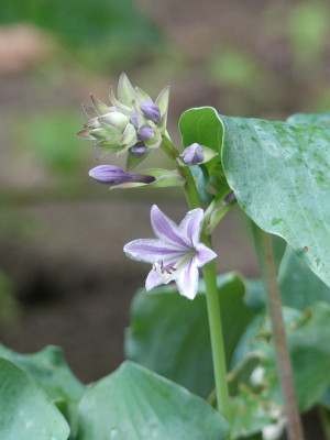 2020-09-02 Hosta 'Frisian Waving Steel'.jpg