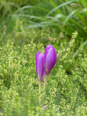 2020-09-03 Colchicum 'Jenny Robinson' 1.jpg