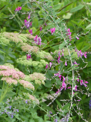2020-09-03 Lespedeza thunbergii.jpg