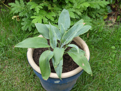 2020-09-03 Hosta 'Scheherezade'.jpg