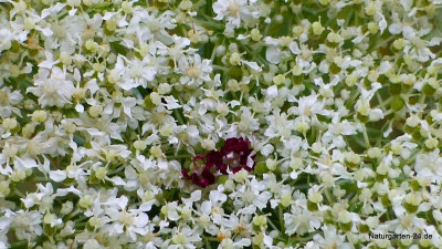 Daucus carota subsp. carota-Wilde M+Âhre (2).jpg