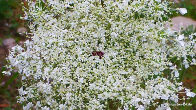 Daucus carota subsp. carota-Wilde M+Âhre.jpg