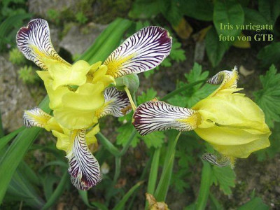 Iris_variegata_2b.jpg