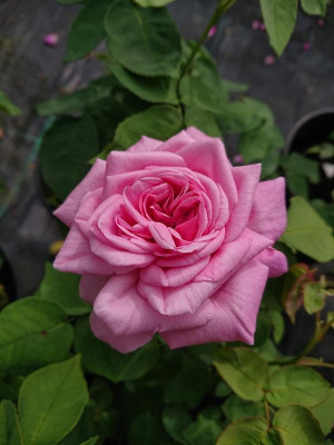 DSC_3934.JPG