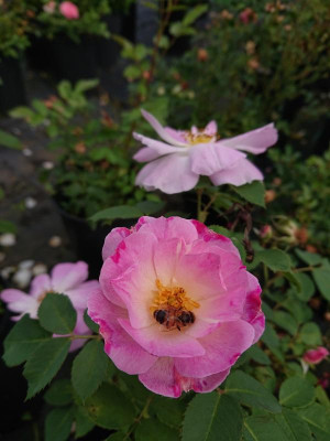 DSC_3911.JPG