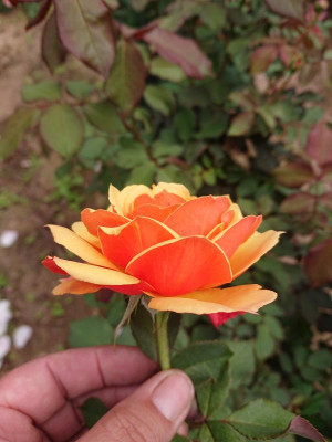 DSC_3523.JPG