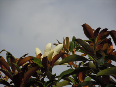 DSCN0062.JPG