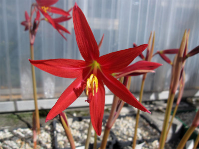 Rhodophiala1.jpg