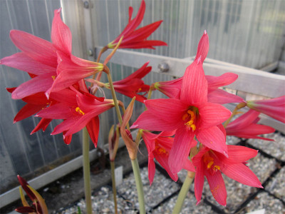 Rhodophiala2.jpg