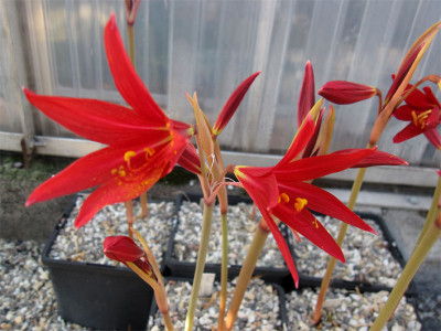 Rhodophiala3.jpg