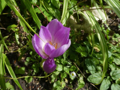 Colchicum 'Jenny Robinson' 200904 k.jpg